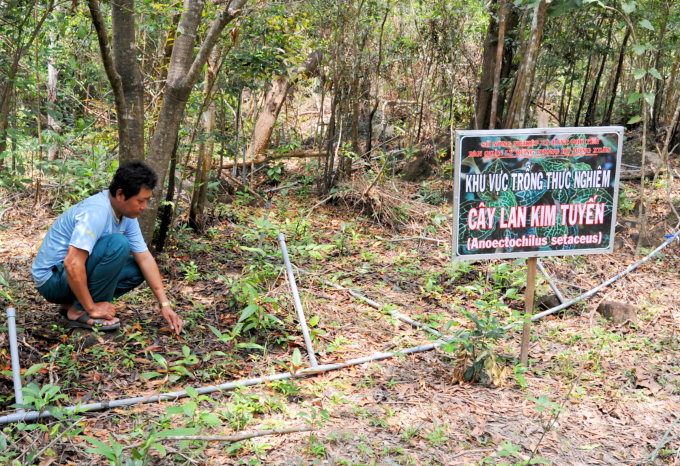 Dong Xuan Protection Forest Management Board experiment planting marbled jewel orchids combined with large timber forest. Photo: Chung Ngoc.