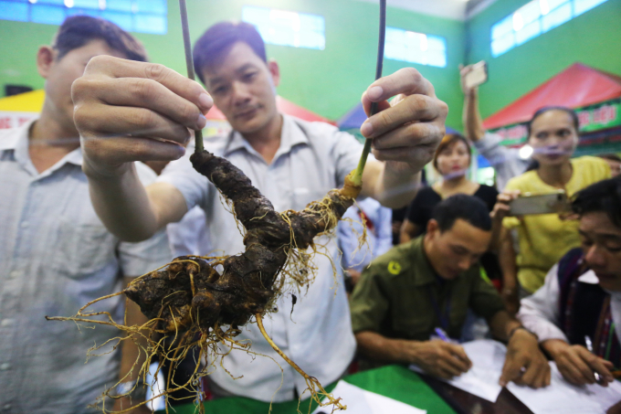 Many precious and rare medicinal herbs of Vietnam such as Ngoc Linh ginseng (pictured) have been sought after by Chinese businesses who are willing to purchase all at high prices. Photo: DT.