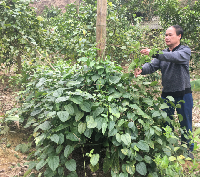 Vietnam has diverse medicinal plants, but the production is still on a small scale. Photo: DV.