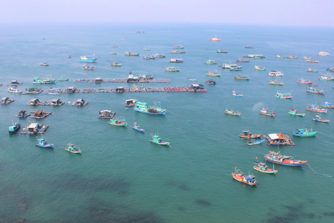 The marine aquaculture in the province is divided into two areas, including islands and coastal areas which are suitable for developing floating cage farming and brackish water aquaculture. Photo: Trung Chanh.