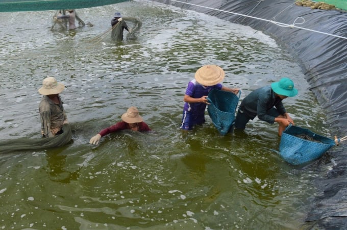 The completion of the seawater supply project for high-tech agricultural areas in Kien Giang will help promote shrimp farming in the province. Photo: Trung Chanh.