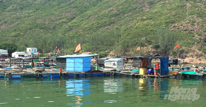 The offshore farming area in Hai Minh area in Hai Cang ward (Quy Nhon city, Binh Dinh) includes hundreds of rafts with thousands of cages located close together. Photo: Vu Dinh Thung