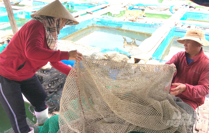 Local farmers’ awareness of environmental protection in offshore fish farms has been improved. Photo: Vu Dinh Thung.