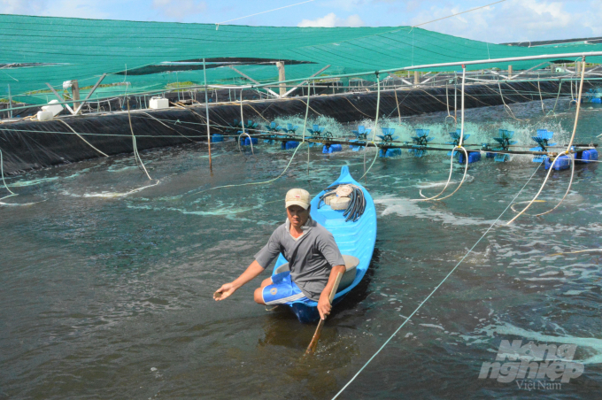 Brackish water shrimp is the major aquaculture species in Kien Giang Province's agricultural sector. Photo: Trung Chanh.