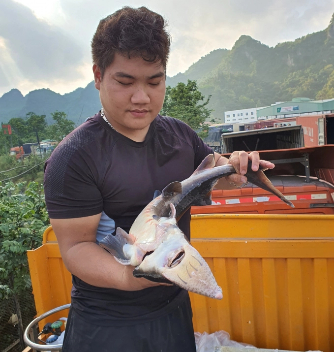 A Chinese sturgeon imported to Vietnam. Photo: Hoang Anh.