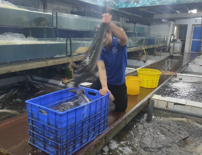 According to the Ministry of Agriculture and Rural Development, sturgeon is included in the Appendix II of the Convention on International Trade in Endangered Species of Wild Fauna and Flora. Photo: Pham Hieu.