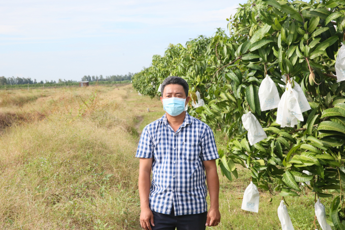 Anh Mai Tăng Tiến, Giám đốc HTX Tăng Tiến bên một vườn xoài đang chuẩn bị thu hoạch của HTX. Ảnh: Hồng Thuỷ.