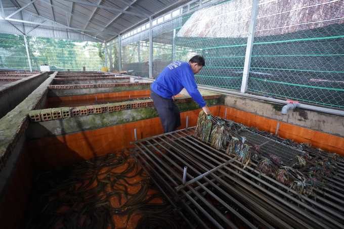 Hệ thống bồn nuôi lươn sạch, lót gạch bông của ông Võ Văn Lớn, Chủ nhiệm Hội quán nuôi lươn Phú Thành. Ảnh: Hồng Thuỷ. 