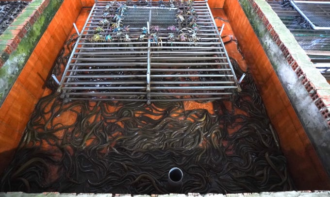 Trên cùng 1 diện tích, trong khi nuôi nuôi lươn bùn thả 500 con giống, thì kiểu nuôi sạch trong bồn lót gạch bông, mật độ thả lên tới 1200 con, lươn nhanh lớn hơn. Ảnh: Minh Sáng.