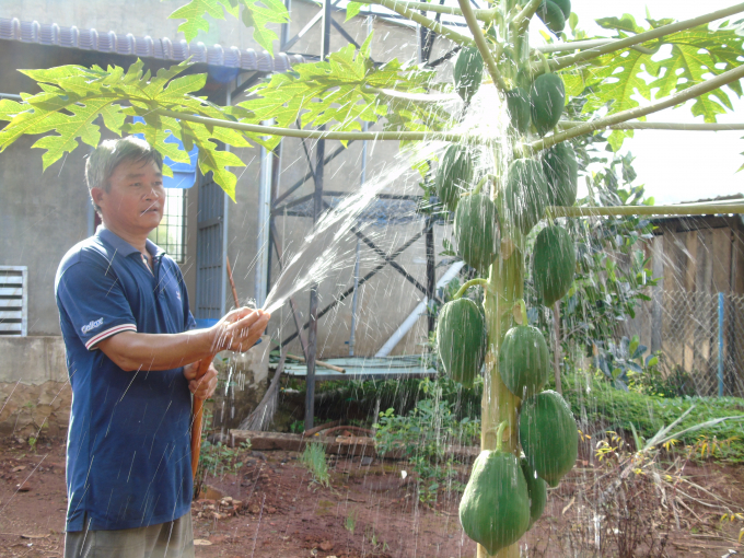 Anh Nguyễn Văn Tấn đang chăm sóc vườn trái cây của gia đình tại Tiểu khu 119. Ảnh: Phúc Lập.