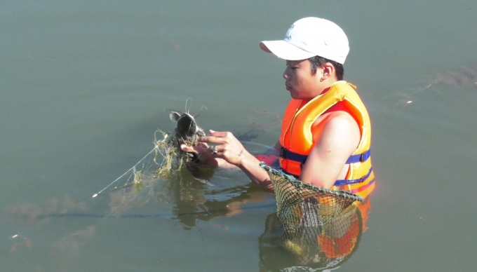 Gần bờ xuất hiện tình trạng cá lờ đờ, người dân tranh thủ dùng lưới, vợt, thậm chí tay không để bắt cá.