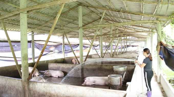 Hậu dịch tả lợn châu Phi, nhiều trang trại, gia trại và doanh nghiệp tìm hướng nhanh chóng tăng đàn để chớp cơ hội khi giá lợn giữ ổn định ở mức 80.000 đồng/kg. Ảnh: Minh Phúc.