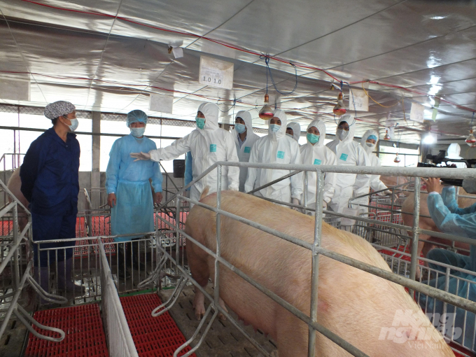 Bộ trưởng Nguyễn Xuân Cường kiểm tra cơ sở chăn nuôi lợn an toàn sinh học quy mô lớn tại thị xã Phú Thọ, tỉnh Phú Thọ miễn nhiễm với dịch tả châu Phi ngày 10/3. Ảnh: Lê Bền.