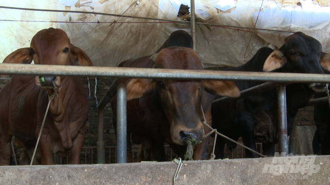 Nhờ nuôi bò F1 BBB, nhiều hộ chăn nuôi ở xã Minh Châu, huyện Ba Vì, Hà Nội thu lợi nhuận khoảng 10 triệu đồng/con/năm. Ảnh: Minh Phúc.