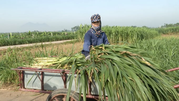 Trồng cỏ nuôi trâu, bò giúp nhiều nông dân xã đảo Minh Châu (Ba Vì, Hà Nội) có thu nhập cao, ổn định bền vững. Ảnh: Minh Phúc.