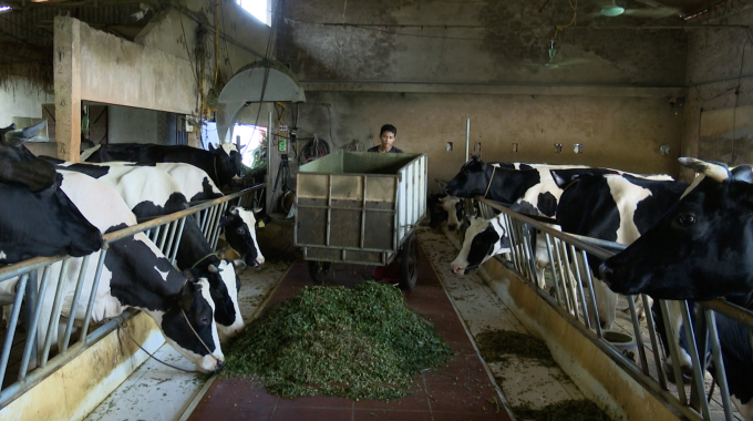 Ngoài nuôi bò thịt, nhiều hộ nông dân giàu lên từ nuôi bò sữa. Ảnh: Minh Phúc.