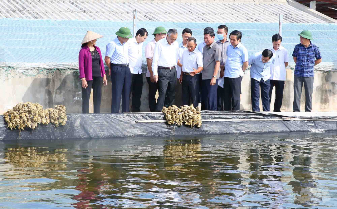 Hiện vùng ven biển Kim Sơn có trên 200 trại sản xuất hàu giống. Ảnh: Anh Tuấn.