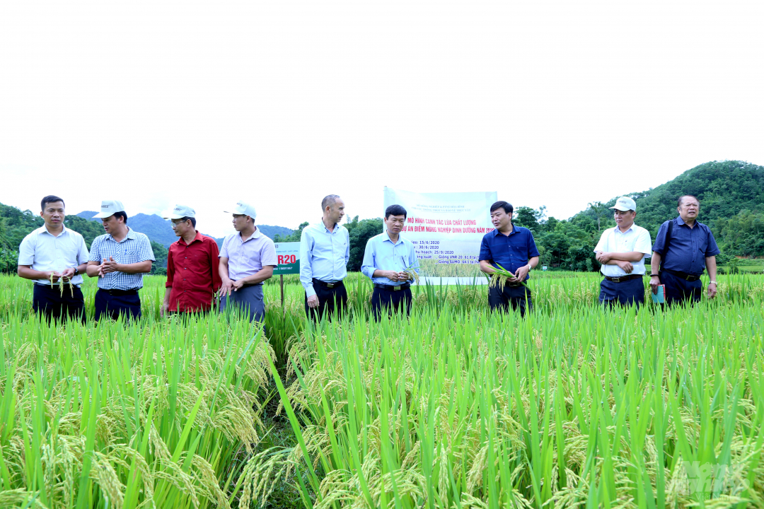 Đồng lúa sạch bệnh và năng suất cao nhờ bón phân hữu cơ vi sinh của Tổng công ty Sông Gianh. Ảnh: Thái Văn.