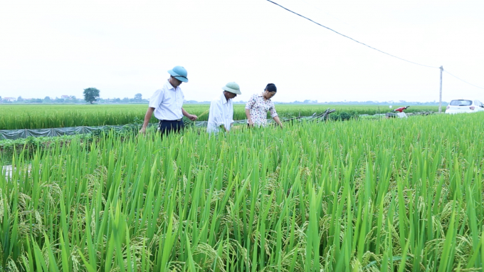 Hiệu quả từ mô hình cánh đồng lớn liên kết sản xuất lúa chất lượng cao   Đài phát thanh và truyền hình Nghệ An