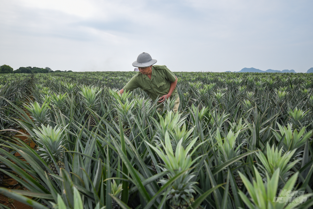 Nhiều nông dân tại nông trường Đồng Giao, tỉnh Ninh Bình giàu lên nhờ trồng dứa. Ảnh: Đinh Tùng.