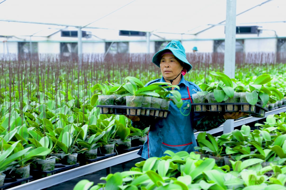 Một hợp tác xã trồng hoa ở Đan Phượng (Hà Nội) đã chuyển đổi thành công nhờ ứng dụng công nghệ cao trong sản xuất hoa lan, tăng thu nhập cho bà con nông dân. Ảnh: Minh Phúc.