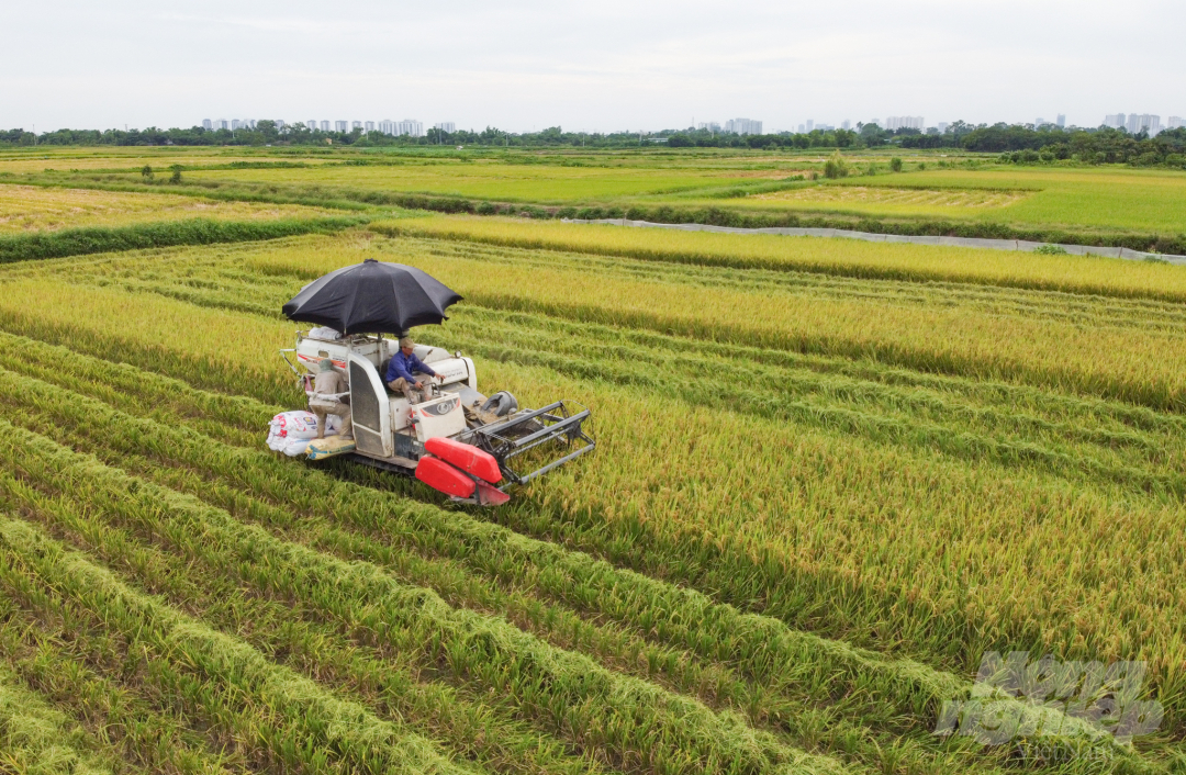 Thu hoạch lúa ở Đồng bằng sông Hồng. Ảnh: Tùng Đinh.