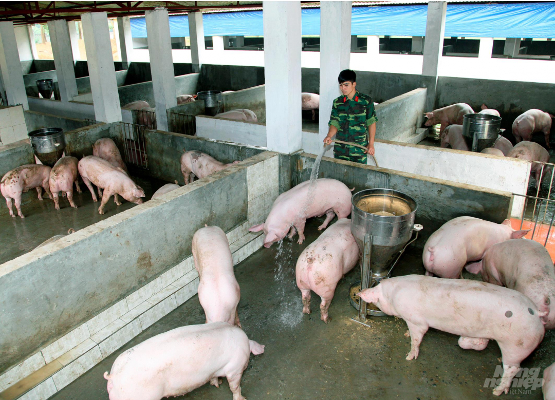 Lực lượng quân đội đang nỗ lực khôi phục lại quy mô chăn nuôi lợn như trước thời điểm xảy ra dịch tả lợn Châu Phi. Ảnh: Minh Phúc.