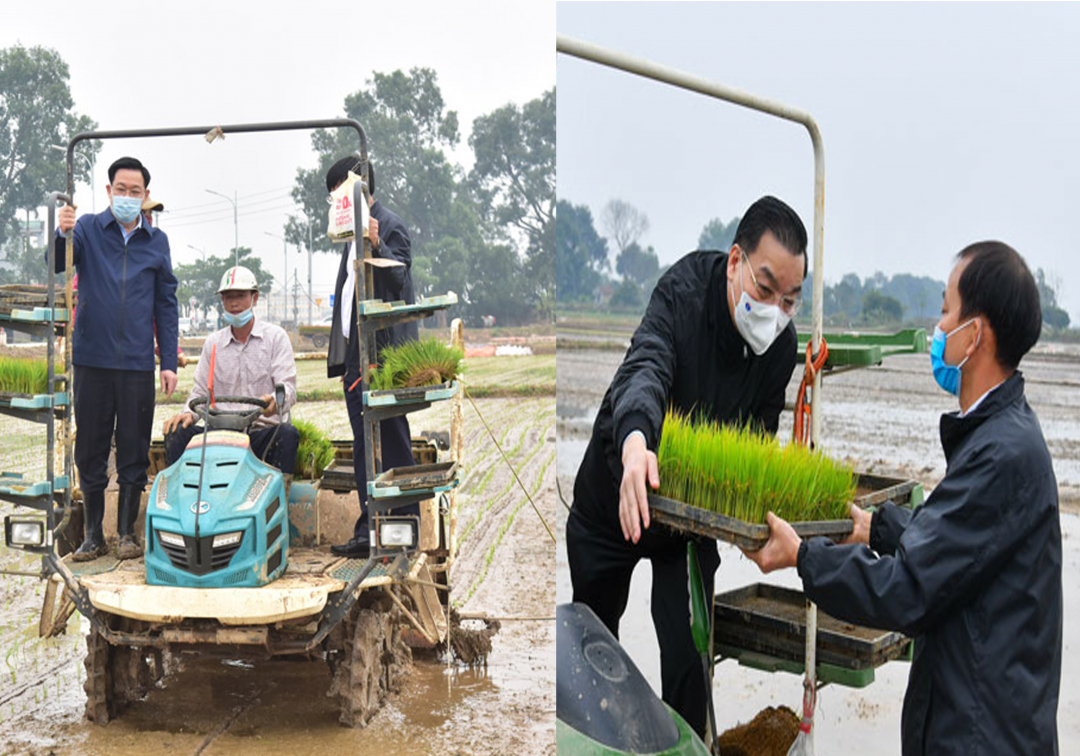 Bí thư Thành ủy Vương Đình Huệ (ảnh trái) và Chủ tịch UBND Thành phố Hà Nội (ảnh phải) xuống đồng động viên nông dân sản xuất vụ đông xuân.