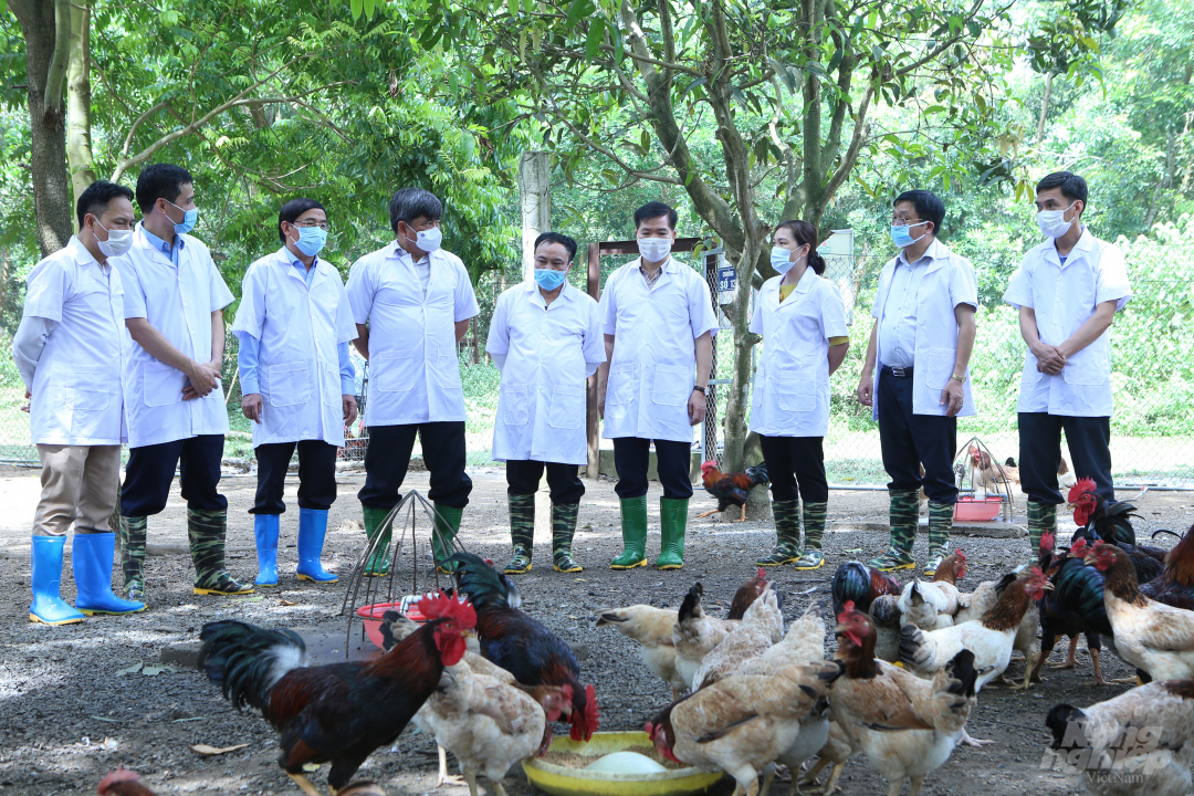 Thứ trưởng Bộ NN-PTNT thăm mô hình nuôi gà mía bố mẹ tại Xí nghiệp Chăn nuôi gia cầm Hadico, xã Cổ Đông, thị xã Sơn Tây, Hà Nội. Ảnh: Minh Phúc.