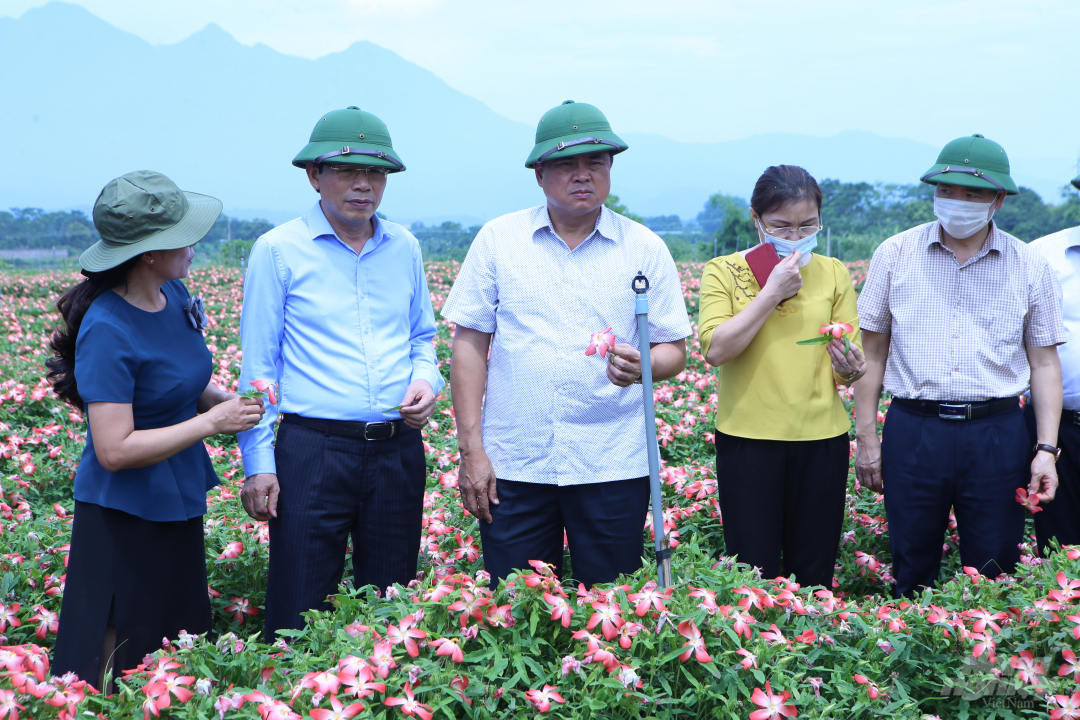 Mô hình trồng sâm Bố Chính tại xã Thanh Mỹ, thị xã Sơn Tây của Hợp tác xã nông nghiệp công nghệ cao Phúc Lâm, quy mô 5ha. Ảnh: Minh Phúc.