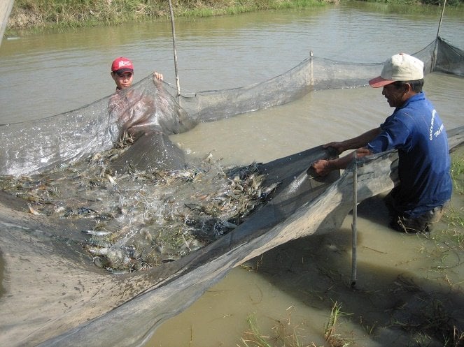 The scale of shrimp farming in the Mekong Delta provinces is still fragmented and small.