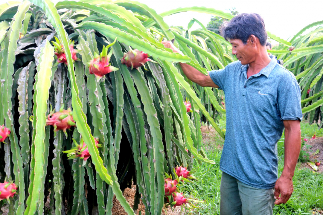 Bình Thuận đã chuyển đổi rất mạnh diện tích trồng lúa sang cây thanh long, đến nay, toàn tỉnh có khoảng 33.000 ha.