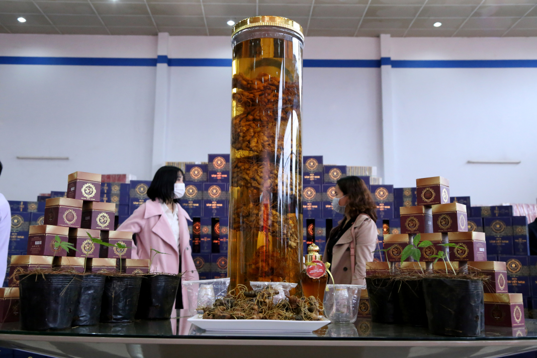 Ngoc Linh ginseng can be processed into many high-value products. Photo: Minh Phuc.