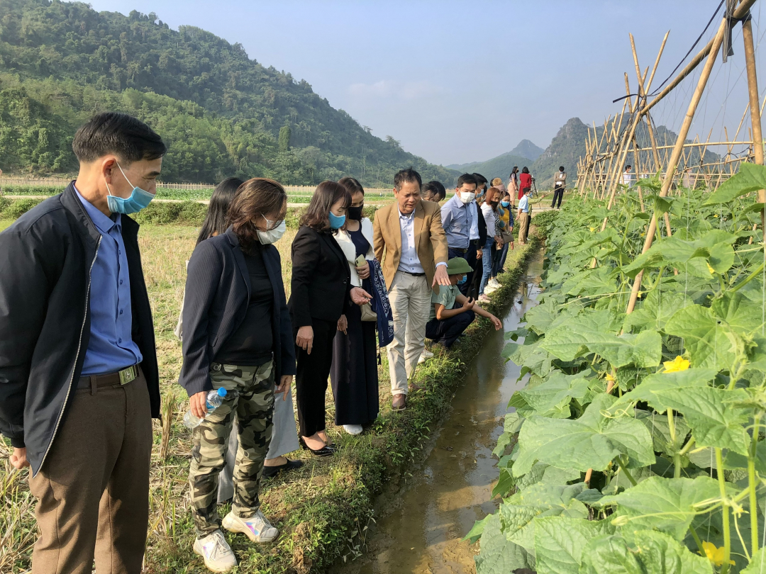 The volume of safe vegetables produced reached 14,000 tonnes, more than 50% compared to the expected (8,500 tonnes).