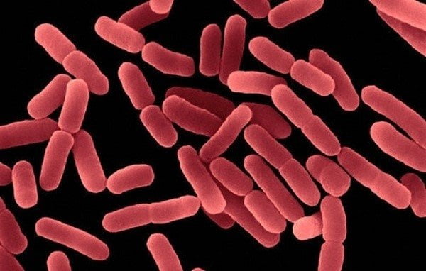 Bacillus subtilis là lợi khuẩn được sử dụng trong nhiều loại men vi sinh.