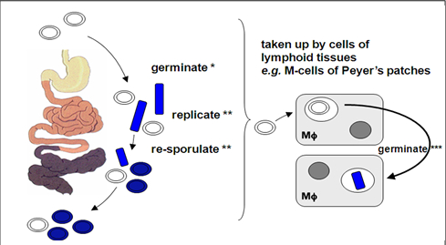 Chu kỳ sống và cơ chế tác động của nha bào Bacillus (Simon Cutting, 2016).