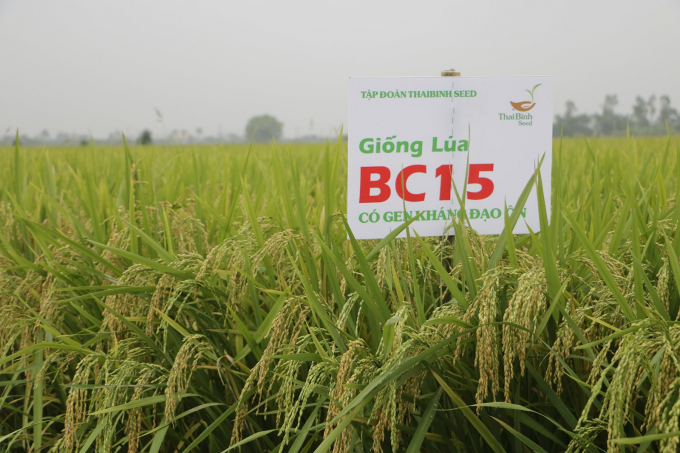 Giống lúa BC15 có gen kháng đạo ôn được nông dân nhiều tỉnh, thành sử dụng trong vụ mùa. Ảnh: MP.