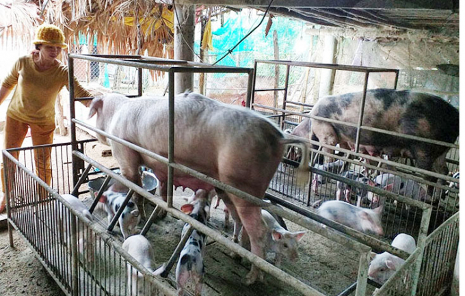 Tăng nhanh đàn lợn nái để đáp ứng nhu cầu tái đàn lợn tại các địa phương tỉnh Quảng Bình. Ảnh: Tâm Phùng.