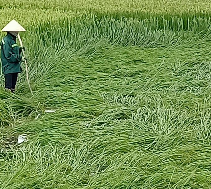 Diện tích lớn trên đồng lúa huyện Quảng Trạch bị đổ rạp. Ảnh: T.P