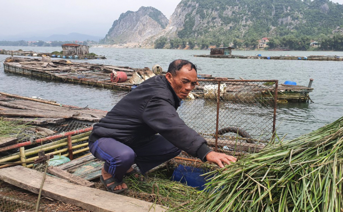 Ông Hoàng Văn Minh vừa cho cá ăn cỏ vừa kiểm tra đàn cá trong lồng của gia đình. Ảnh: Việt Khánh.