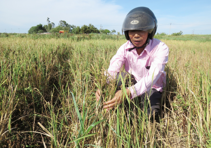Nhiều thửa ruộng lúa tái sinh do năng suất thấp nên và con nông dân không thu hoạch . Ảnh: T.Phùng