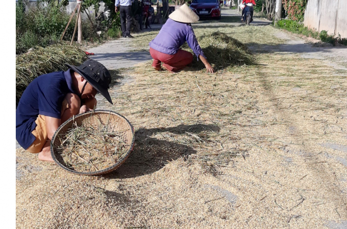 Dưới cái nắng nóng, bà con nông dân Lệ Thủy vẫn chắt mót hạt lúa tái sinh. Ảnh: T.Phùng