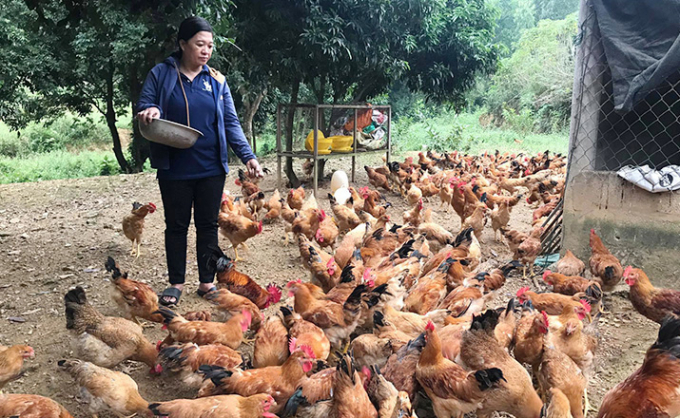 Mô hình nuôi gà thả vườn theo hướng an toàn sinh học được người dân xã Trường Xuân thực hiện làm tăng thu nhập cho bà con. Ảnh: H. Nhung