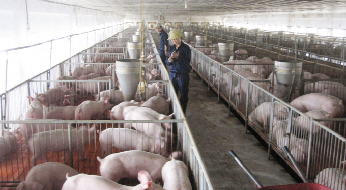 Phát triển đàn lợn ở Quảng Bình gắn với an toàn dịch bệnh. Ảnh: N.Tâm