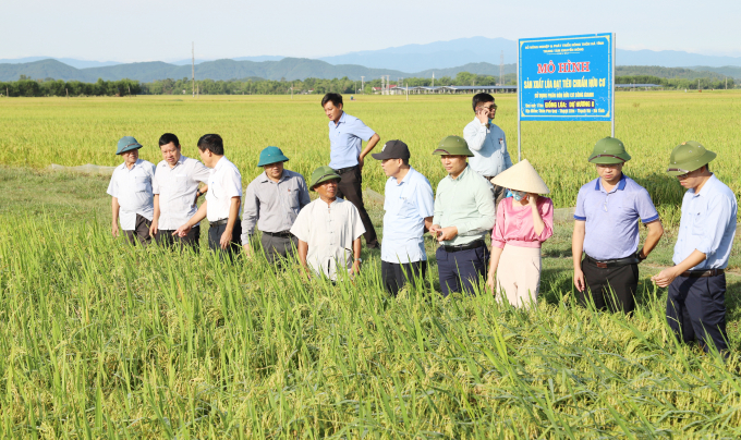 Lãnh đạo Sở NN-PTNT Hà Tĩnh đi kiểm tra mô hình sản xuất lúa theo tiêu chuẩn hữu cơ tại huyện Cẩm Xuyên. Ảnh: T.Thành.