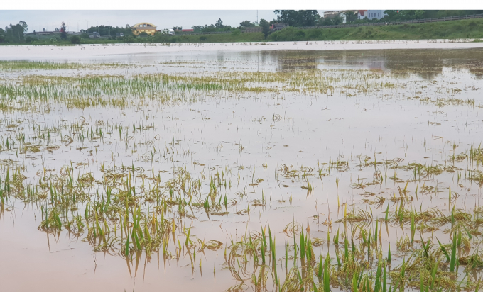 Ruộng lúa bị ngập nước ở huyện Quảng Ninh. Ảnh: N.Tâm.