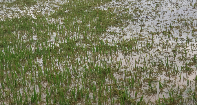 Nhiều diện tích lúa đông xuân ở Quảng Bình đang trong kỳ chín cúi đã bị ngập nước. Ảnh: N.Tâm.