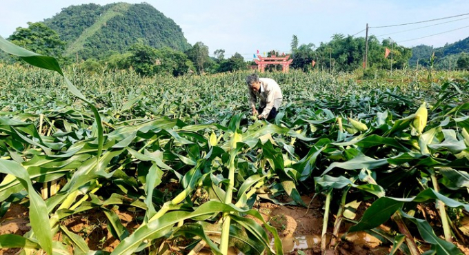 Ruộng ngô ở huyện Tuyên Hóa bị mưa gió làm đổ rạp. Ảnh: V. Tư.