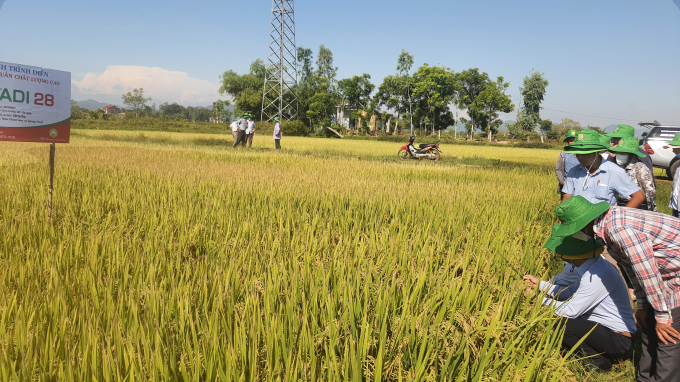 Giống lúa ADI 28 trên cánh đồng xã Quảng Trung. Ảnh: T.P