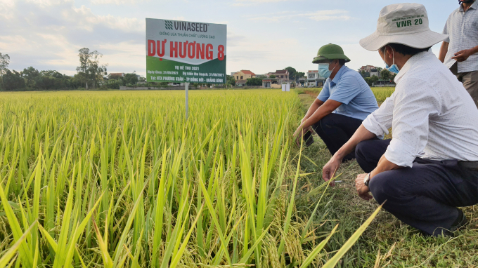 Giống lúa Dự Hương 8 trên cánh đồng HTX Phương Xuân. Ảnh: T.P.